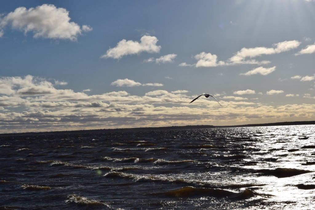 Nallikari beach